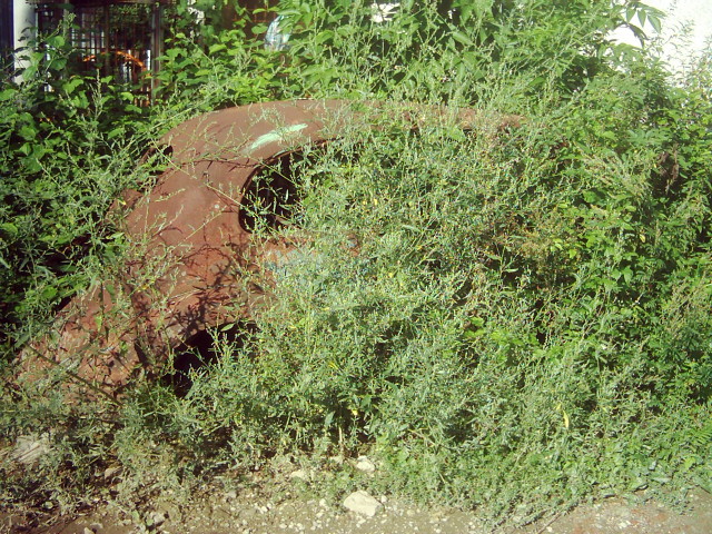 DSCI0050.JPG